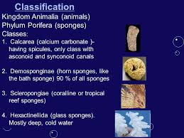 Porifera Ppt Video Online Download