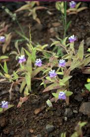 Image result for Cyanotis vaga