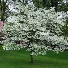 This is one of the fast growing shade trees and the profusion of red, pink and white flowers makes it one of the best trees for front yard landscaping. White Flowering Dogwood Dogwood Trees White Flowering Dogwood Tree Flowering Dogwood Tree