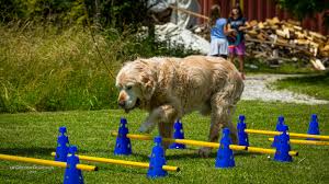 (4% holders fee, 3% liquidiy fee , 2% dog lovers fee, 1% burn fee). Fotos 2020 1 Halbjahr Of Golden Acanthus