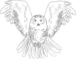 ‎coloring books for grown ups can have various meanings: Free Printable Owl Coloring Pages For Kids