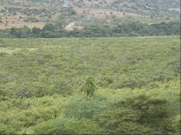 Image result for Tridactyle anthomaniaca