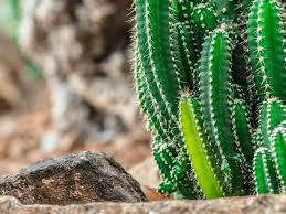 It grows well indoors and is perfect for beginners. Acanthocereus Tetragonus Fairy Castle Cactus Wiki Growing Care Problems
