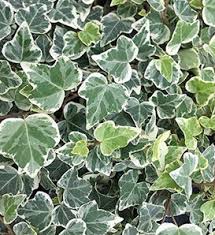 Image result for Hedera