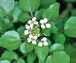 Image result for Nasturtium officinale