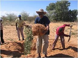 Image result for Tylosema fassoglensis