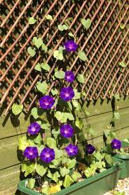 27 Garden Trellis And Lattice Ideas Wood Metal Diy Garden Trellis Trellis Plants Garden Trellis