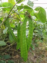 Image result for Canavalia