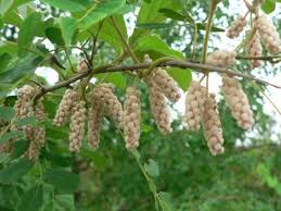 Image result for Dioscorea quartiniana