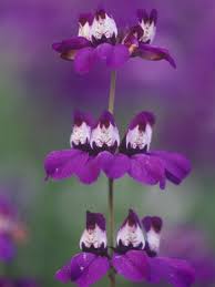 Pin On Flowers