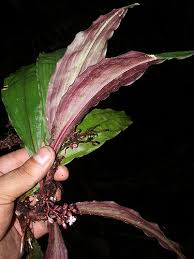 Image result for Floscopa africana