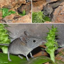 Image result for Lepidagathis eriocephala