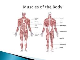 They do everything from pumping blood throughout but smooth muscles are at work all over your body. TufiÈ™ I Hr Pe Mine List Of Muscles In Human Body Cometoskyros Com