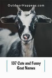 137 Cute And Funny Goat Names Goats Funny Goats Cute Goats