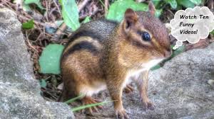 Funny chipmunk with paint brush. 10 Funniest Chipmunk Videos Compilation Youtube