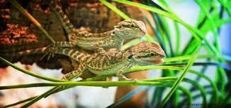Black Bearded Dragon For Sale Uk How Good Are These Reptile Photos Bearded Dragon Cute Bearded Dragon Reptiles