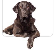 Lucie will offer a wide variety of services at our beautiful new facility. 87 Adopt A Pet Ideas Adoption Pets Dog Adoption