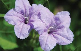 Image result for Vandellia humilis