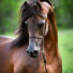 عانق شموخ الخيل يا عاشق الزين واجمح جموح العاديات العنيدة horses beautiful horses animals