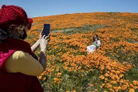 Sitewide sale · satisfaction guaranteed · flowers from $19.99 If You Re Thinking About Going To See The Poppy Bloom Don T Los Angeles Times