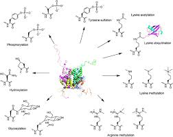 Click to see full answer also question is, which occur during post translational modification? Synthesis Of Proteins With Defined Posttranslational Modifications Using The Genetic Noncanonical Amino Acid Incorporation Approach Molecular Biosystems Rsc Publishing