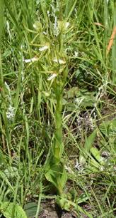 Image result for Habenaria clavata