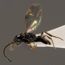 Image result for Gonatopus clavatus