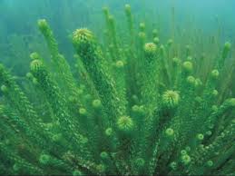 Image result for Lagarosiphon cordofanus