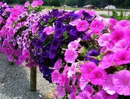 Petunia Plant Growing Guide Growing And Caring For Petunias