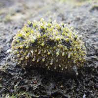Senarai bab langgan untuk kemas kini terkini: Systematic Revision Of The Genus Peronia Fleming 1822 Gastropoda Euthyneura Pulmonata Onchidiidae
