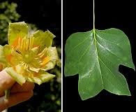 Image result for Vincetoxicum apiculatum