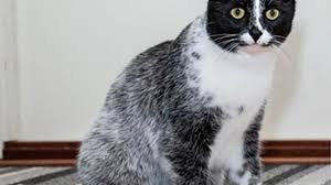 Meet your new moggy (with a salty secret): Scientists discover a rare cat  whose fur looks like liquorice snack | Daily Mail Online