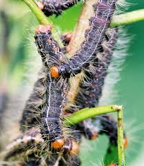 Image result for Petersianthus macrocarpus