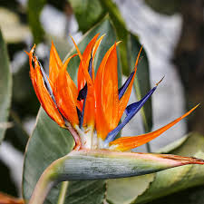 Image result for Strelitzia