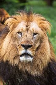 We did not find results for: The Mane Attraction Selamta