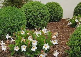 Image result for dipladenie amonea