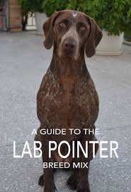 He is a good worker (working on grouse, deer, pheasant) and pet. Lab Pointer Mix Is This The Right Dog For You