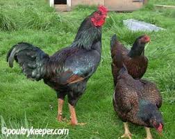 If the guinea hens are trained properly, they are probably the most effective tick control out there, said ritossa, who lures them into bushes. Pin On Farm Chickens Heritage Rare Plain Old