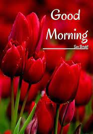 Best good morning hd flower images for whatsapp friends. Good Morning Good Morning Flowers Red Tulips Trendy Flowers