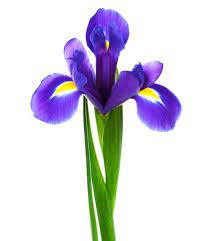 The Meaning Behind 10 Popular Valentine S Day Flowers Iris Flowers Beautiful Flowers Purple Iris