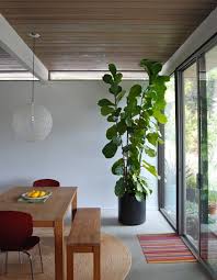 A Mid Century Modern Eichler Original House Plants Indoor Plant Decor Indoor Tall Indoor Plants