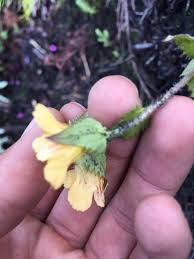 Image result for Alectra sessiliflora