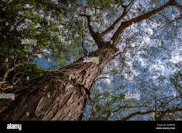 Image result for Albizia harveyi