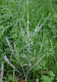 Image result for Lepidium bonariense