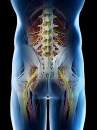We also specialize in women's health issues including prenatal/postpartum, menopause, and osteoporosis. Male Pelvis Anatomy Digital Illustration Human Anatomy Graphic Stock Photo 308610410