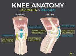 Knee Anatomy Pain Symtoms Their Chart Updated