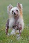 Miniature Dog Breeds with Pictures and Breed Profiles