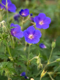 Image result for Geranium bohemicum Orhcid Blue
