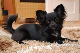 Finding the right long hair chihuahua puppy can be dog gone hard work. 50 Most Adorable Black Chihuahua Dog Photos And Images