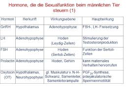 Untermodul Andrologie Und Kb 6 Semester Ppt Herunterladen